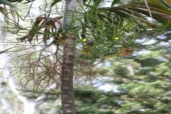 Ptychosperma macarthurii